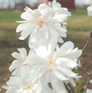 Magnolia stellata Royal Star 