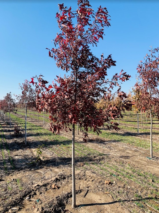 Quercus coccinea Scarlet Oak 