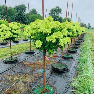 Hydrangea paniculata 'Jane' Little Lime® 