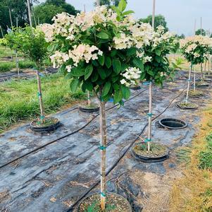 Hydrangea paniculata 'Bulk' Quickfire® Hydrangea Tree Proven Winners® Color Choice® 