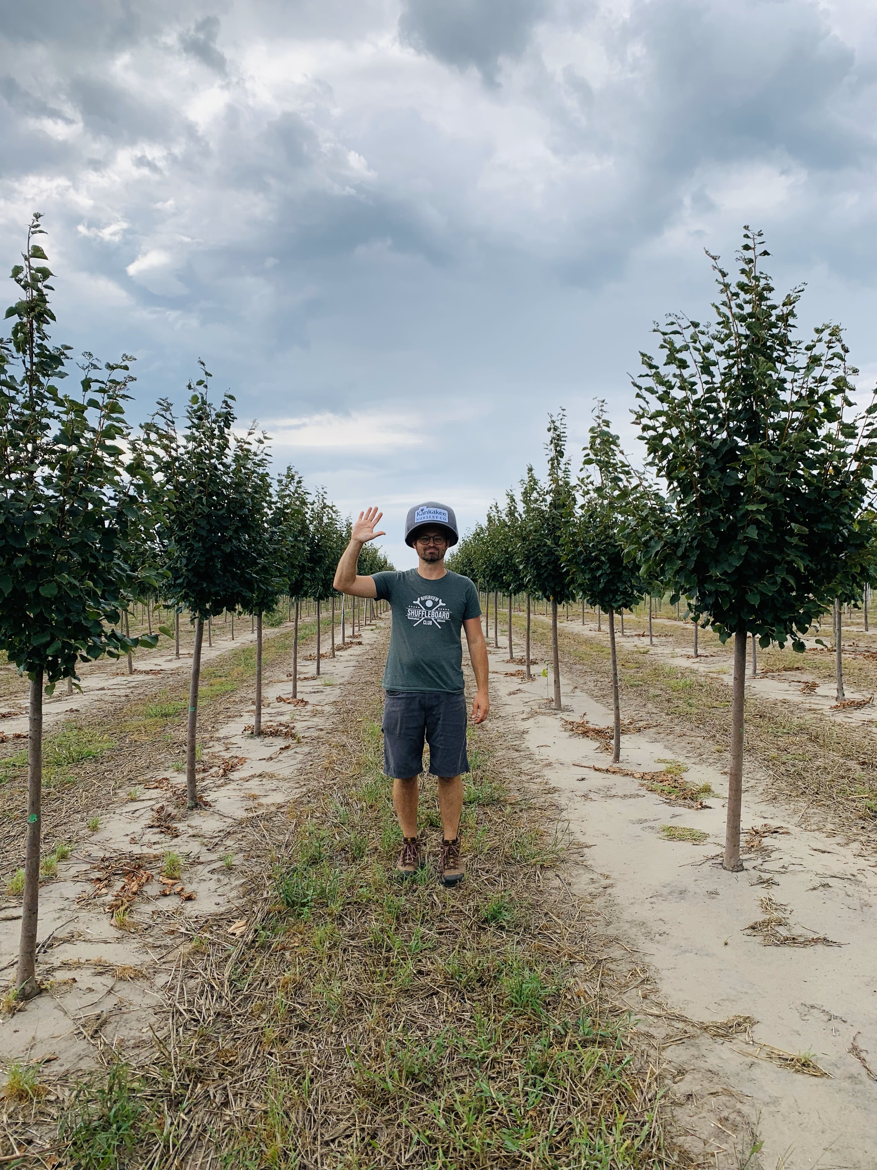 Tilia cordata Greenspire® Linden 