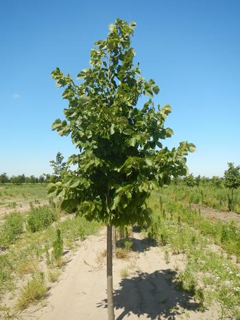 Tilia americana x euchlora Redmond Linden 