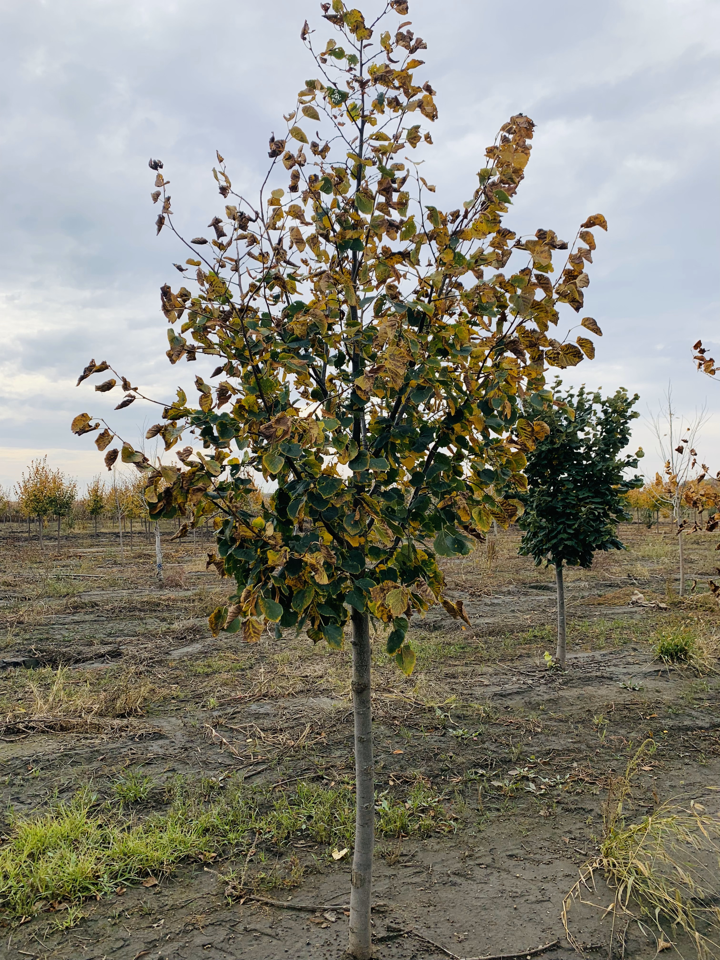 Tilia flavescens Glenleven Linden 