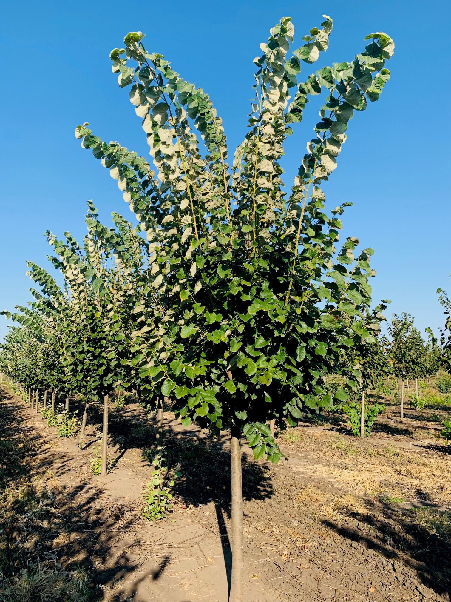 Tilia tomentosa Silver Linden 