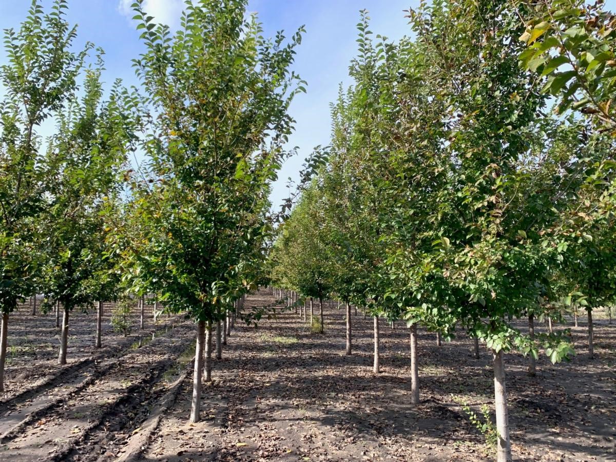 Ulmus japonica x pumila New Horizon Elm 