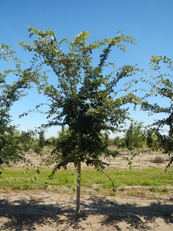 Ulmus japonica x wilsoniana 'Morton' Accolade® Elm 