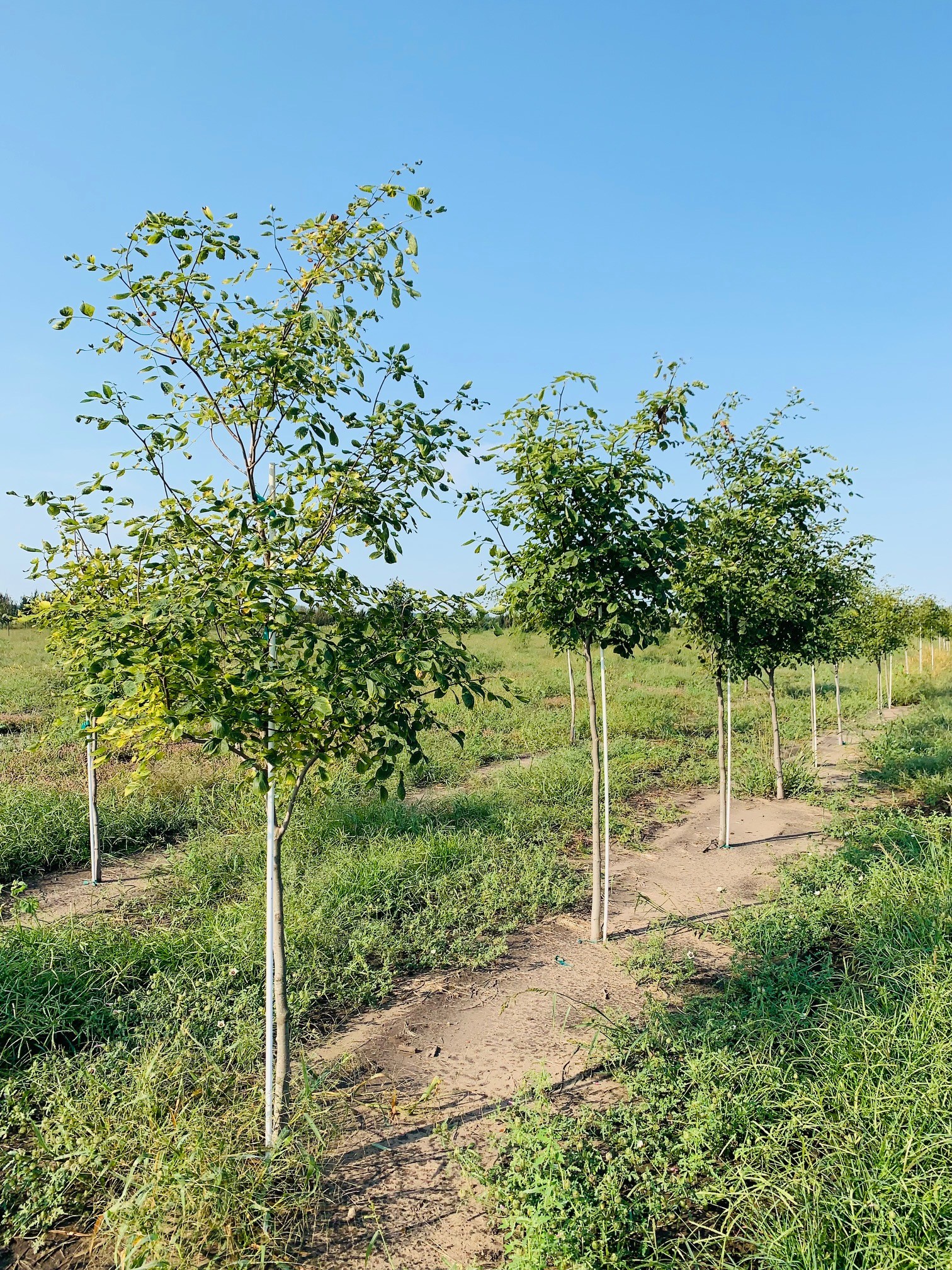 Cladrastis lutea Yellowwood 