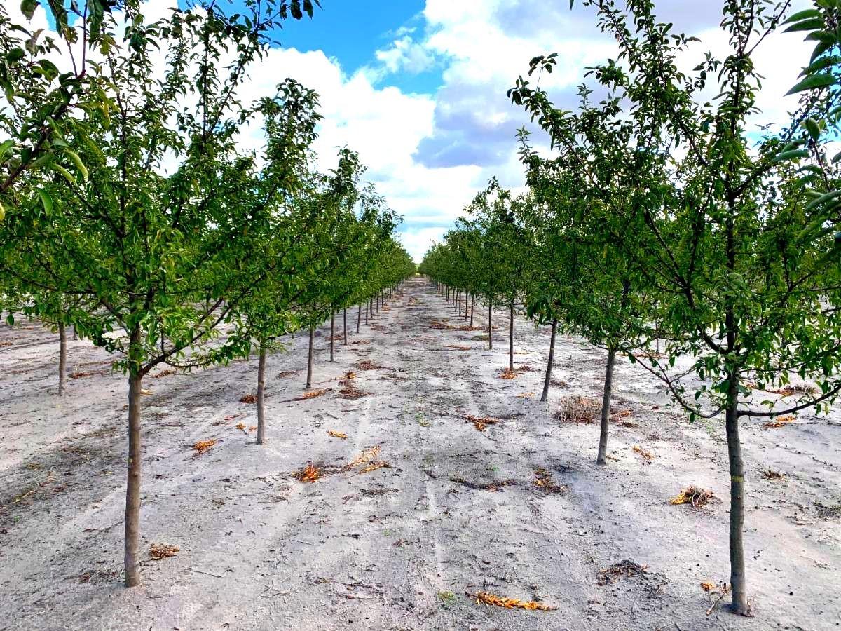 Malus 'Sutyzam' Sugar Tyme™ Crabapple 