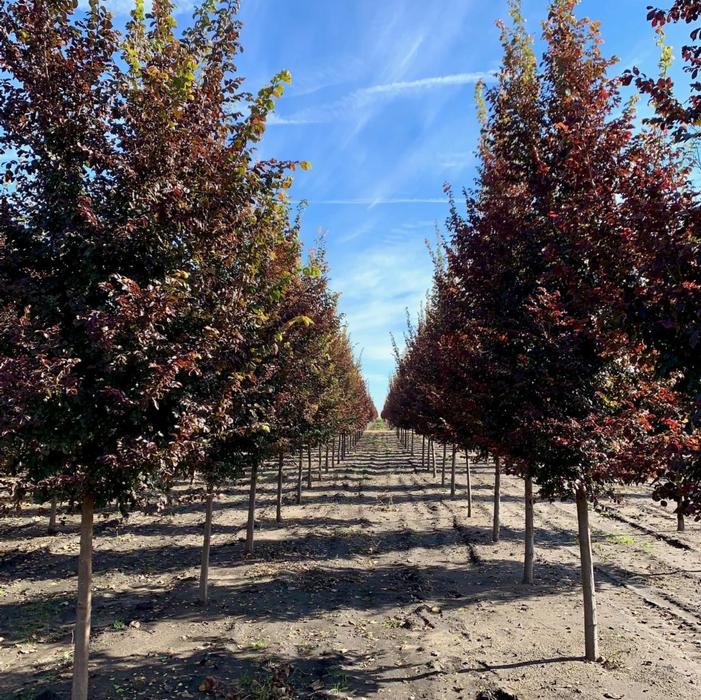 Ulmus carpinifolia v. parvifolia Frontier Elm 