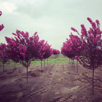 Malus 'Shotizam' Show Time™ Crabapple 