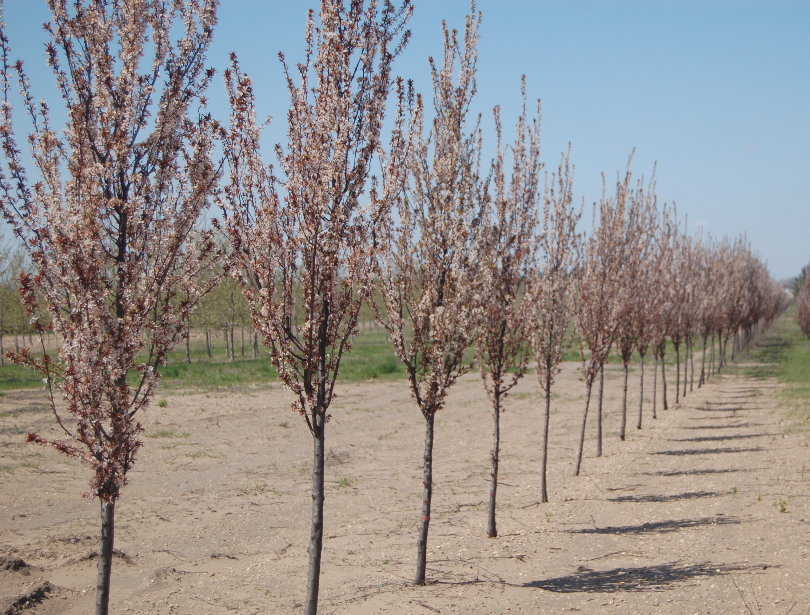 Prunus cer. 'Cripoizam' Crimson Pointe™ 