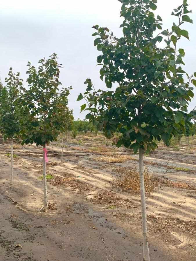 Tilia americana 'McKSentry' American Sentry® Linden 