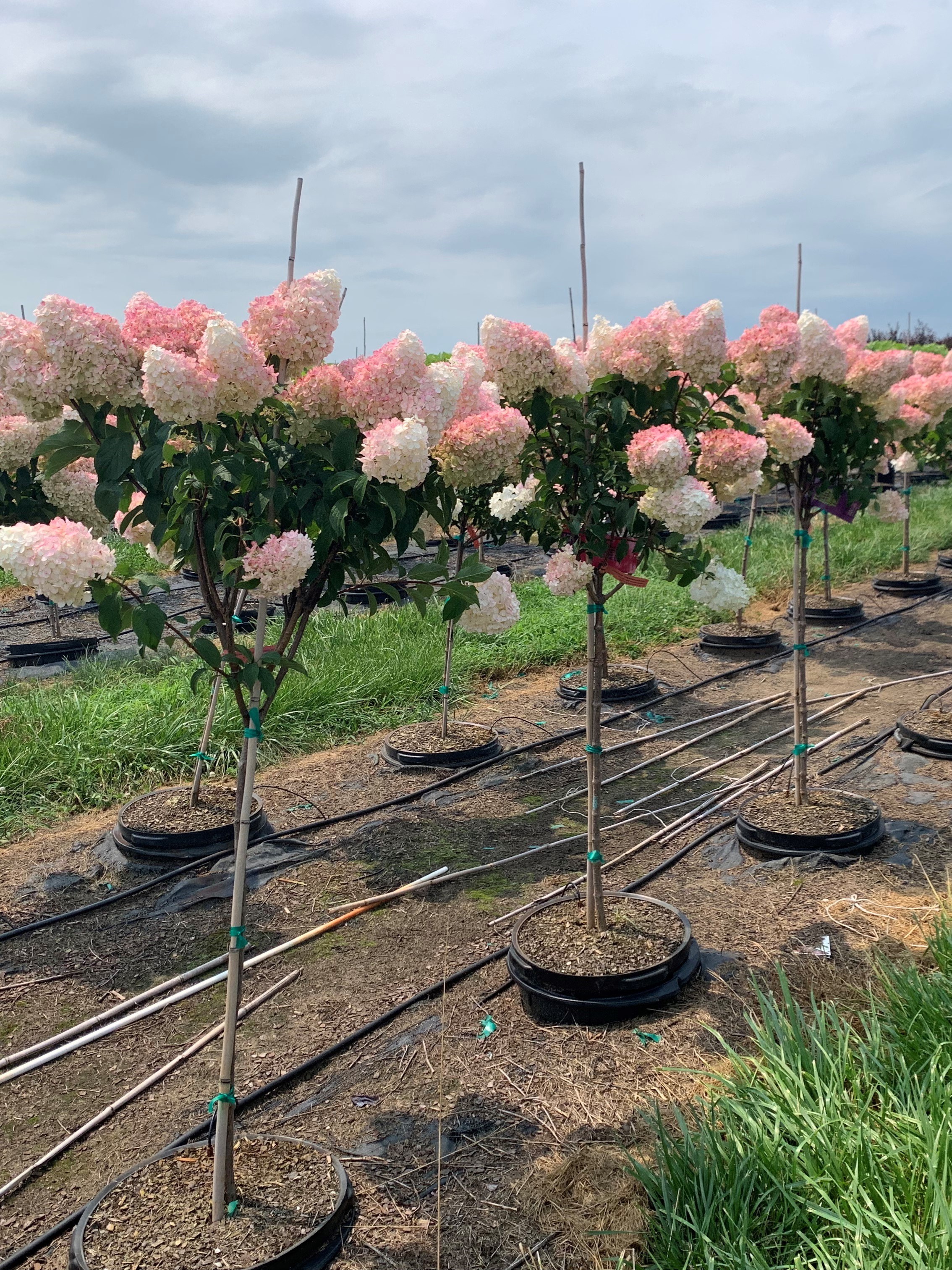 Hydrangea paniculata 'Renhy' Vanilla Strawberry™ First Editions® 