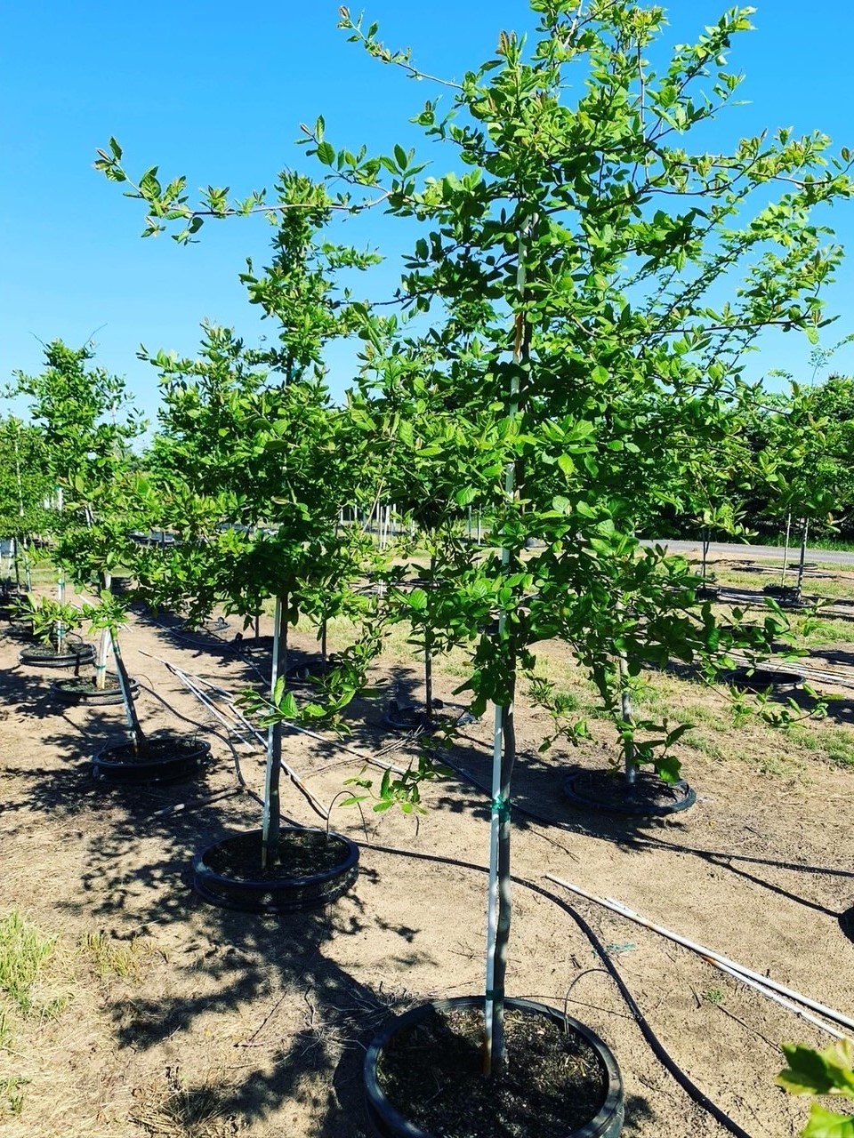 Nyssa sylvatica Black Tupelo (Blackgum) 