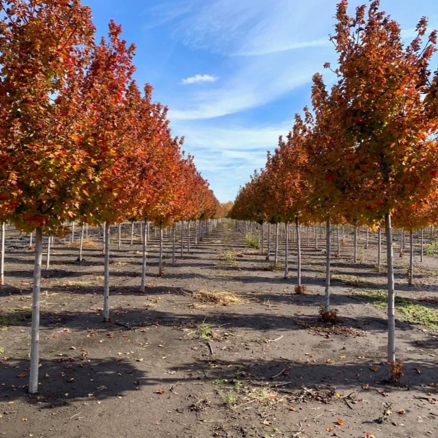 Acer rubrum 'Frank Jr.' <br> Redpointe® Red Maple JFS 