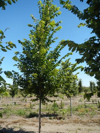 Ulmus americana New Harmony Elm 