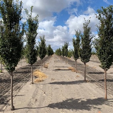 Zelkova serrata 'Musashino' 