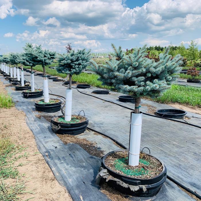 Picea pungens 'Globosa' Dwarf Globe Blue Spruce Tree Spruce, Dwarf Blue Treeform from Kankakee Nursery