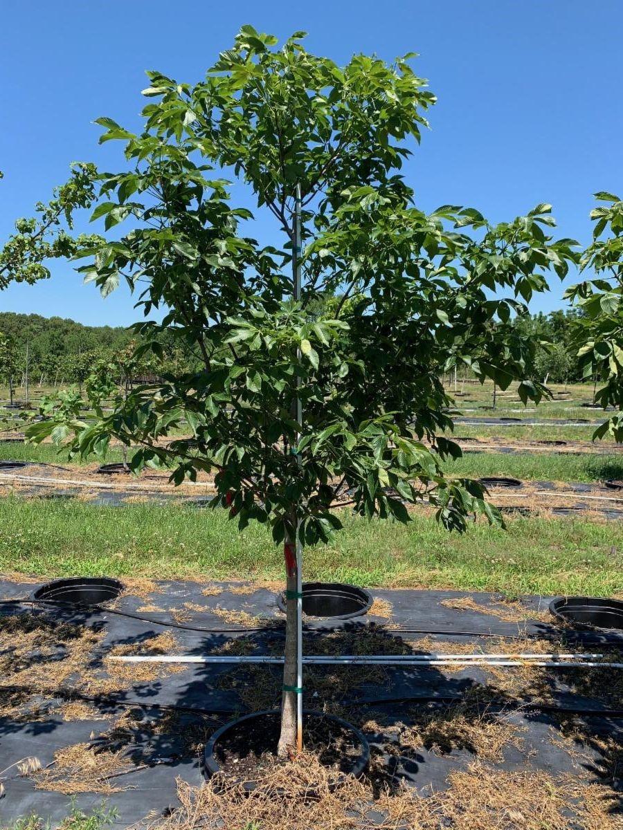 Aesculus glabra Ohio Buckeye 