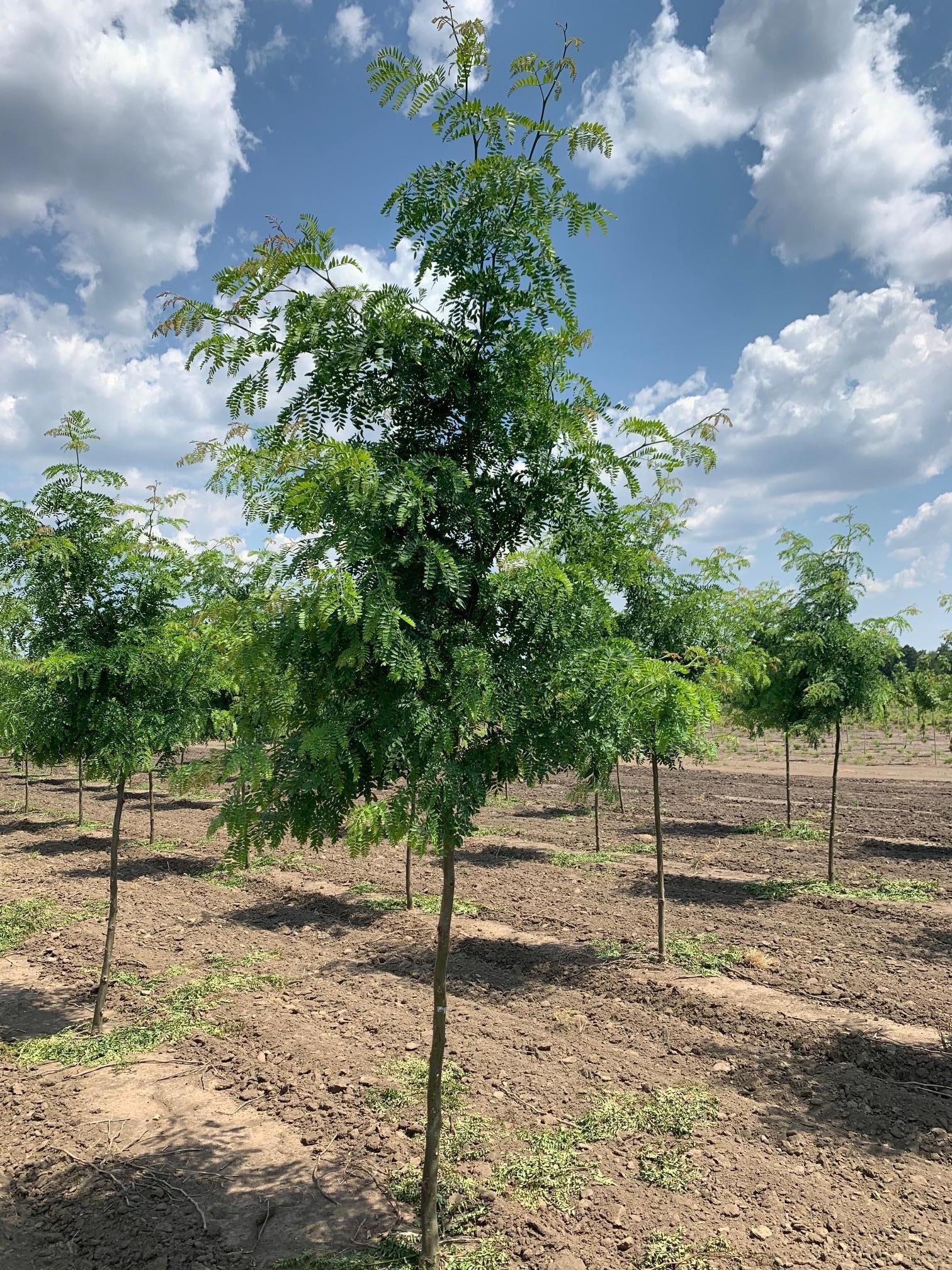 Gleditsia tri. inermis Shademaster® Honeylocust 