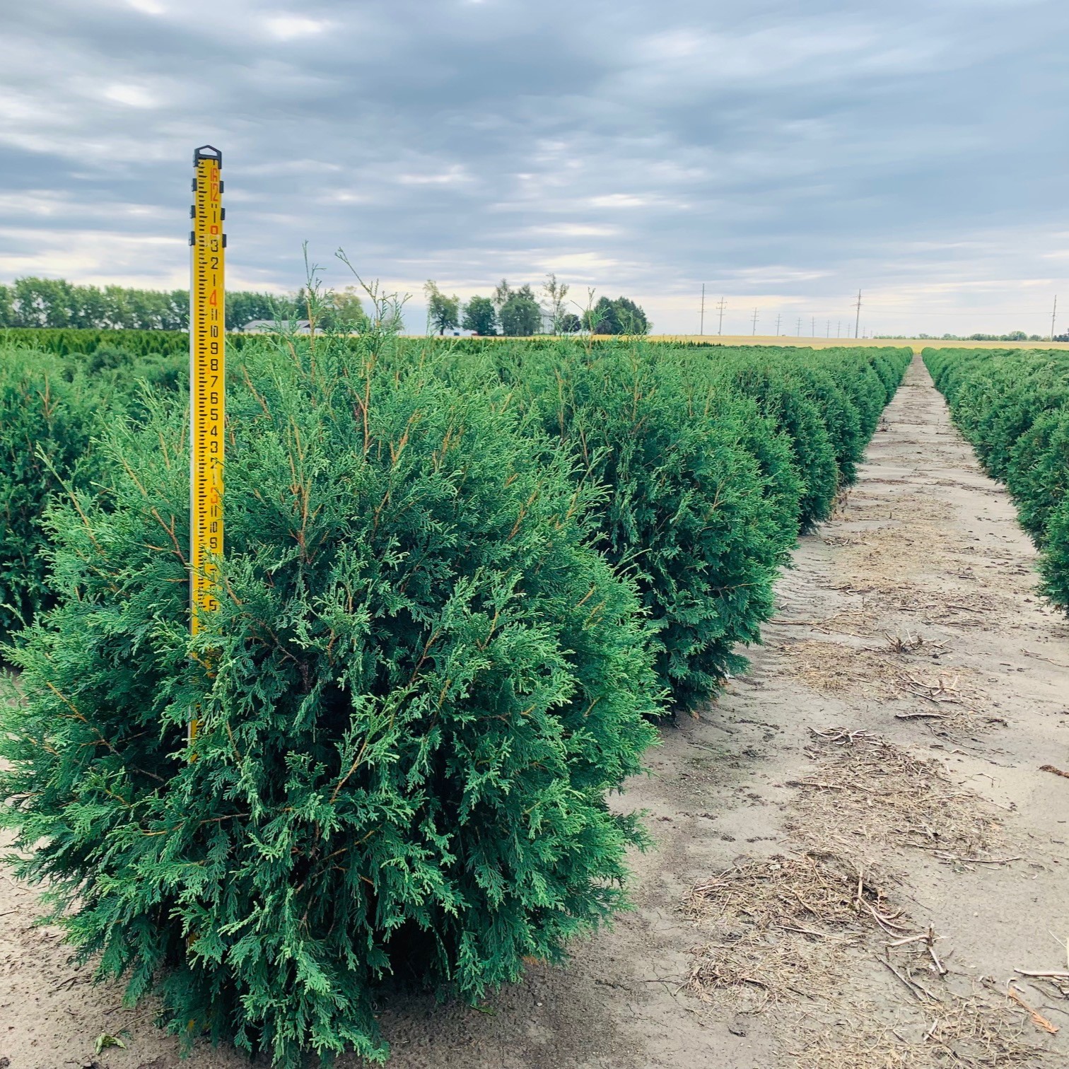 Thuja occidentalis 'Bailjohn' Technito® Arborvitae First Editions® 