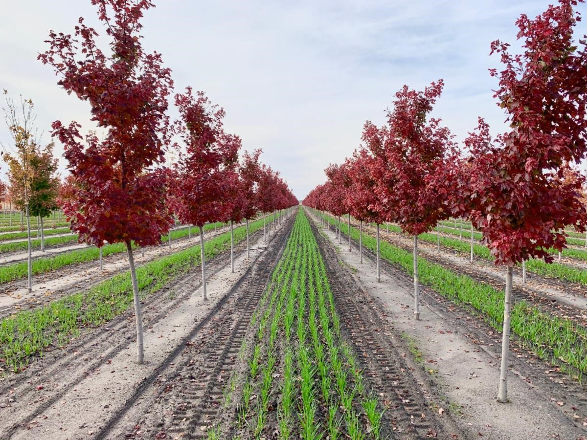 Acer rubrum Brandywine Red Maple 