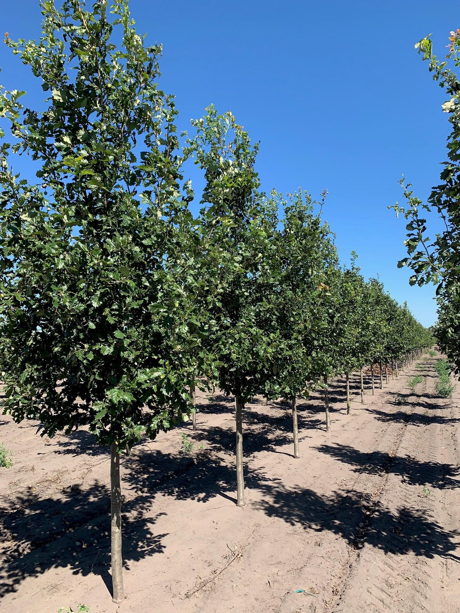 Quercus macdanielii 'Clemons' Heritage® Oak 