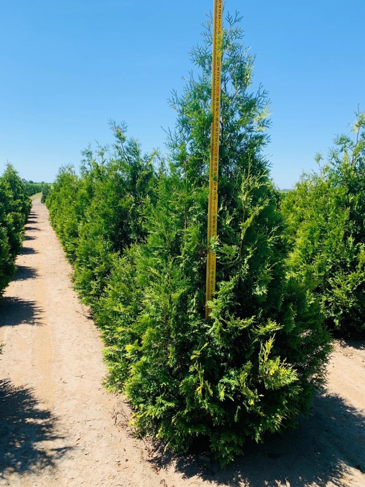 Thuja occidentalis Brabant Arborvitae 