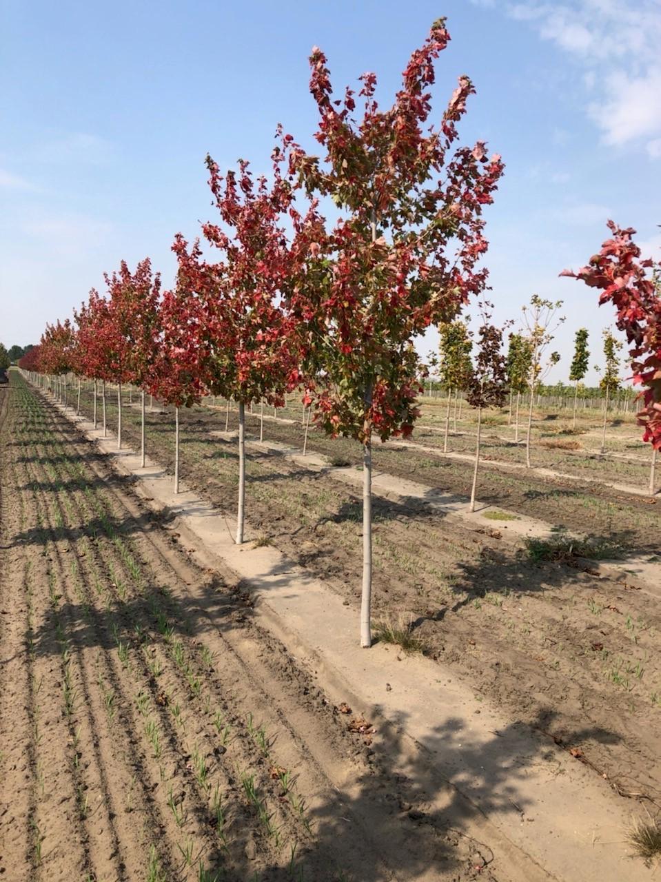 Acer rubrum Autumn Radiance® Red Maple Maple, Autumn Radiance® from Kankakee Nursery