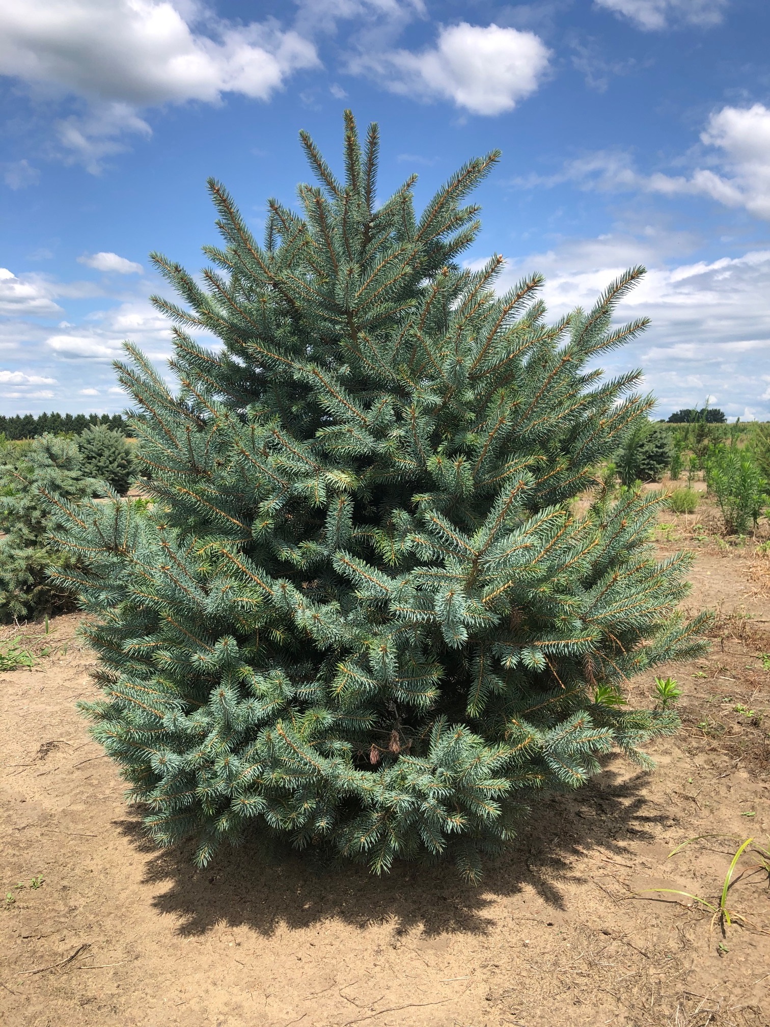 Picea pungens 'Glauca' Colorado Blue Spruce 