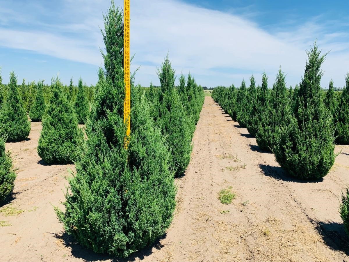 Juniperus chinensis Blue Point Juniper 