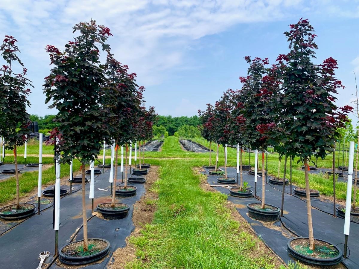 Acer trunc. x plat. 'JFS-KW202' Crimson Sunset® Maple JFS 