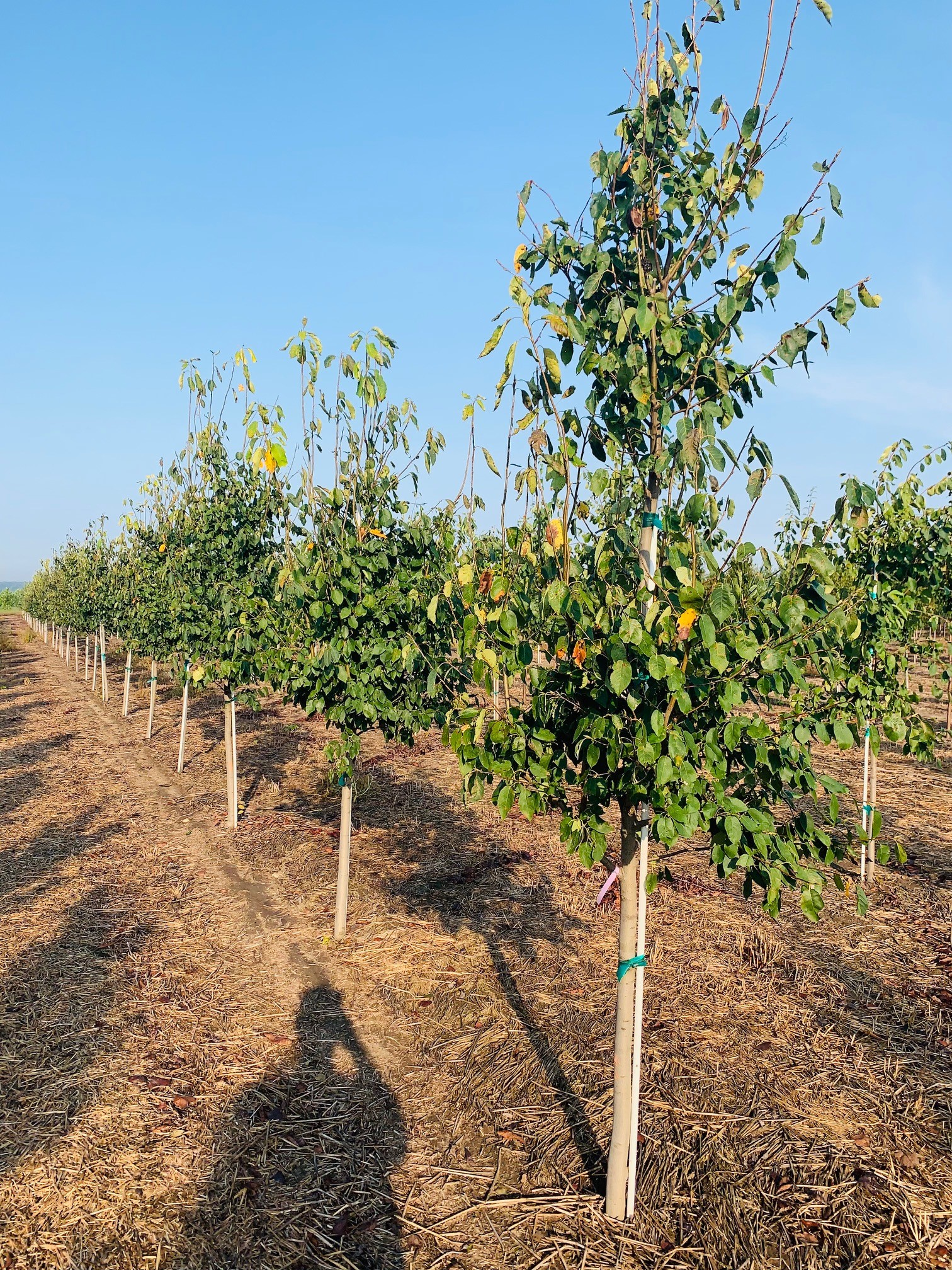 Amelanchier laevis Spring Flurry® Serviceberry 'JFS-Arb' 