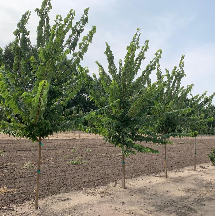 Celtis occidentalis Chicagoland Hackberry 