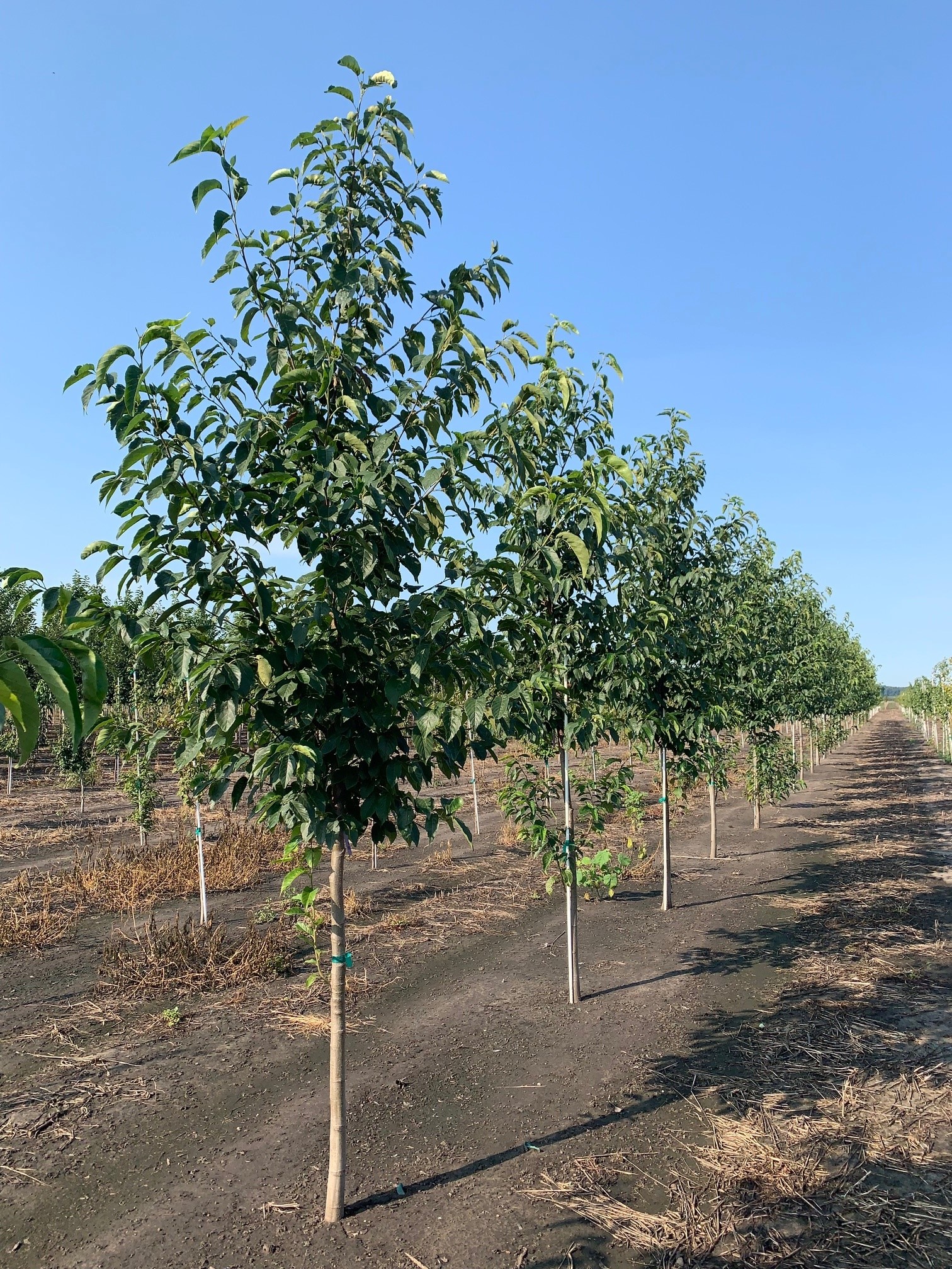 Alnus spaethii Spaeth's Alder 