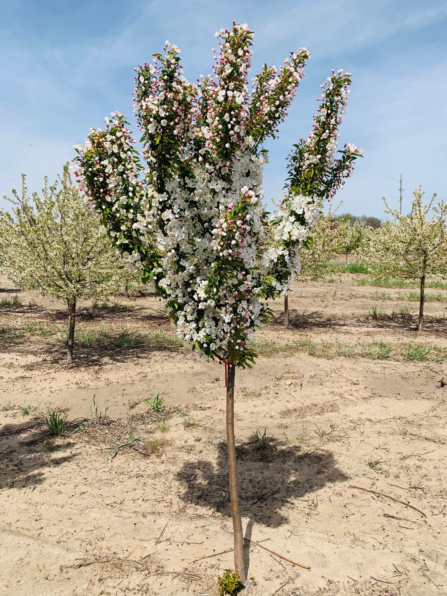 Malus Adirondack Crabapple 