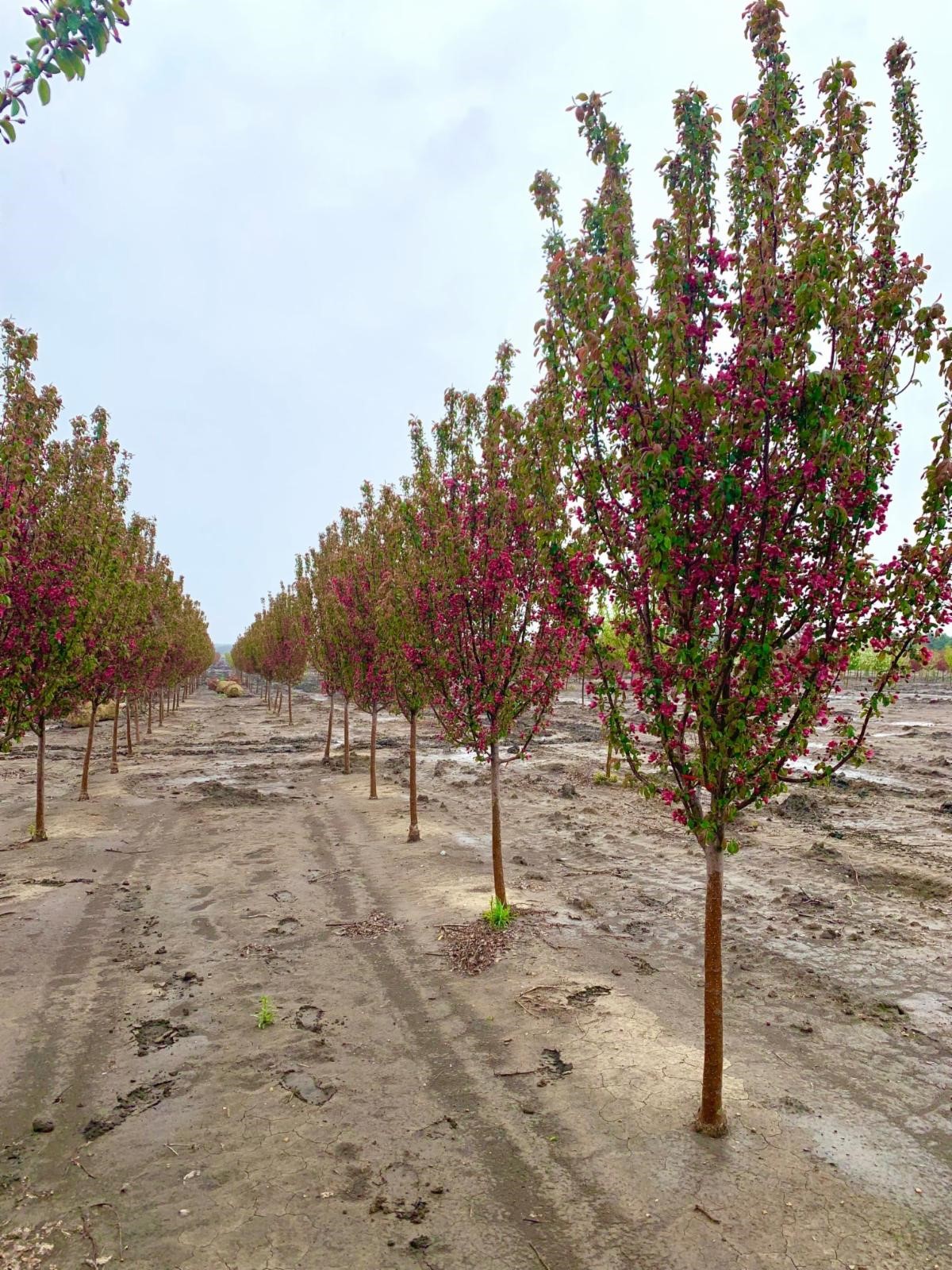 Malus Red Barron Crabapple 