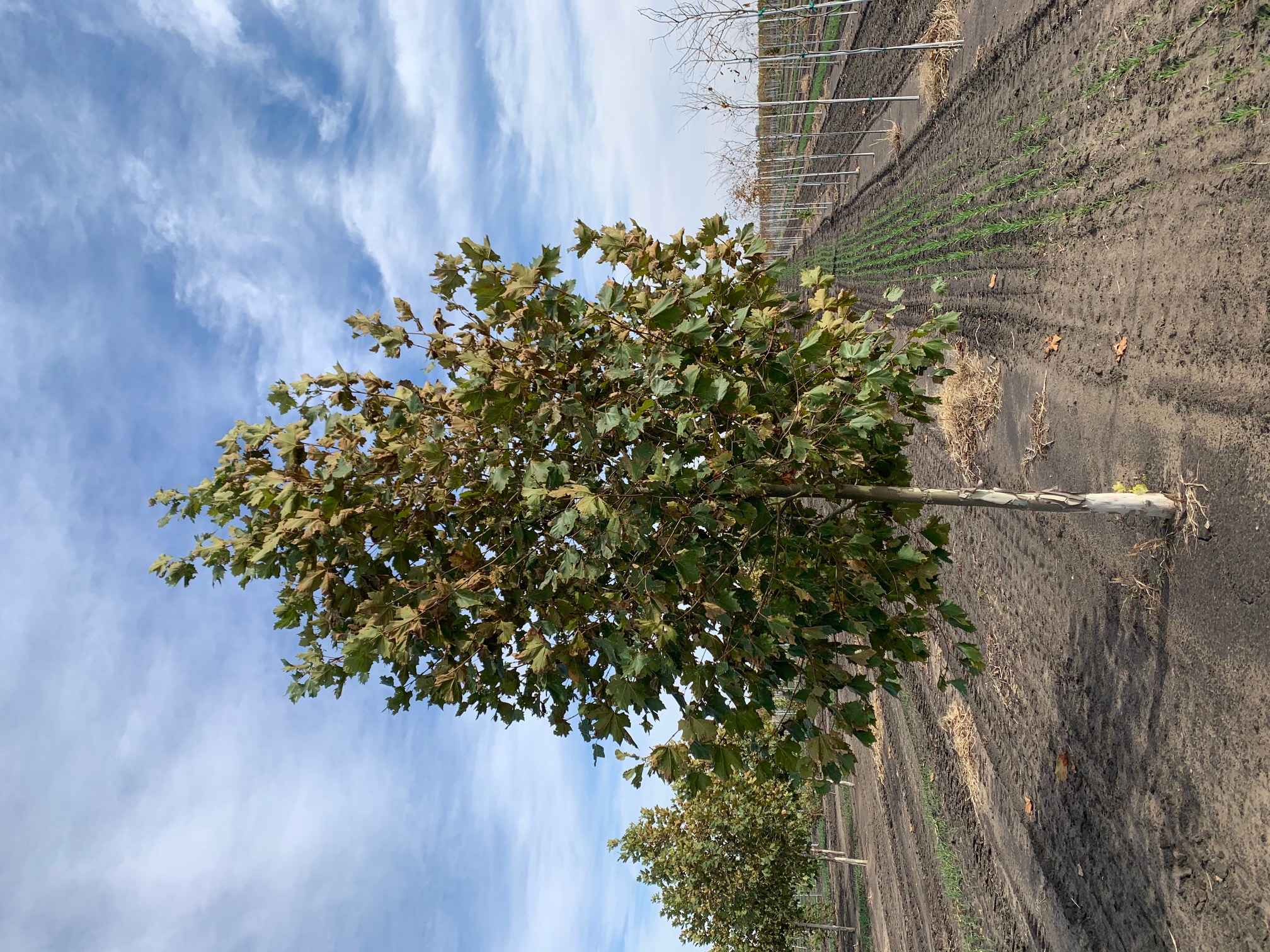 Platanus x acerifolia 'Morton Euclid' Ovation™ 