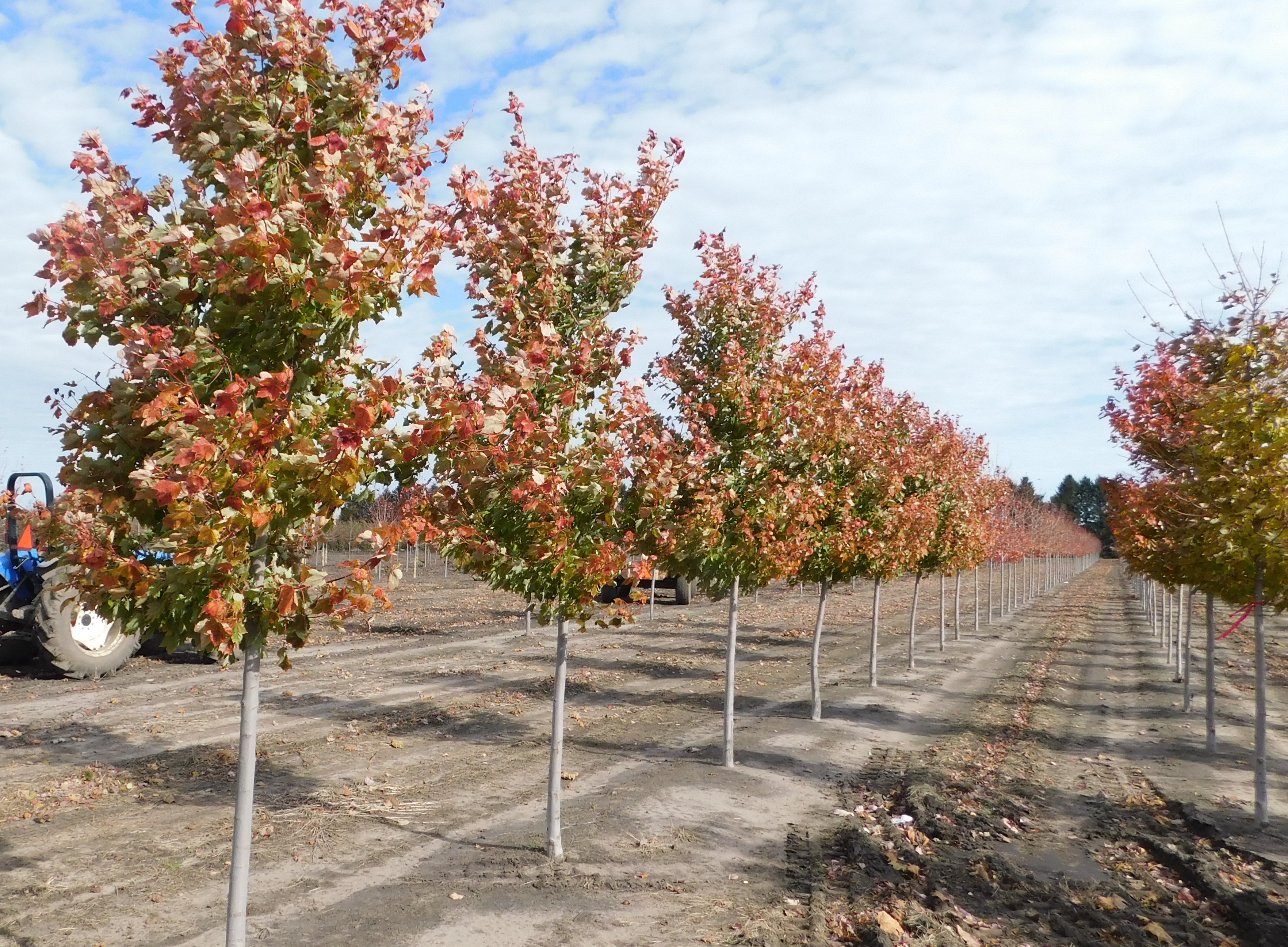 Acer rubrum October Glory Red Maple 