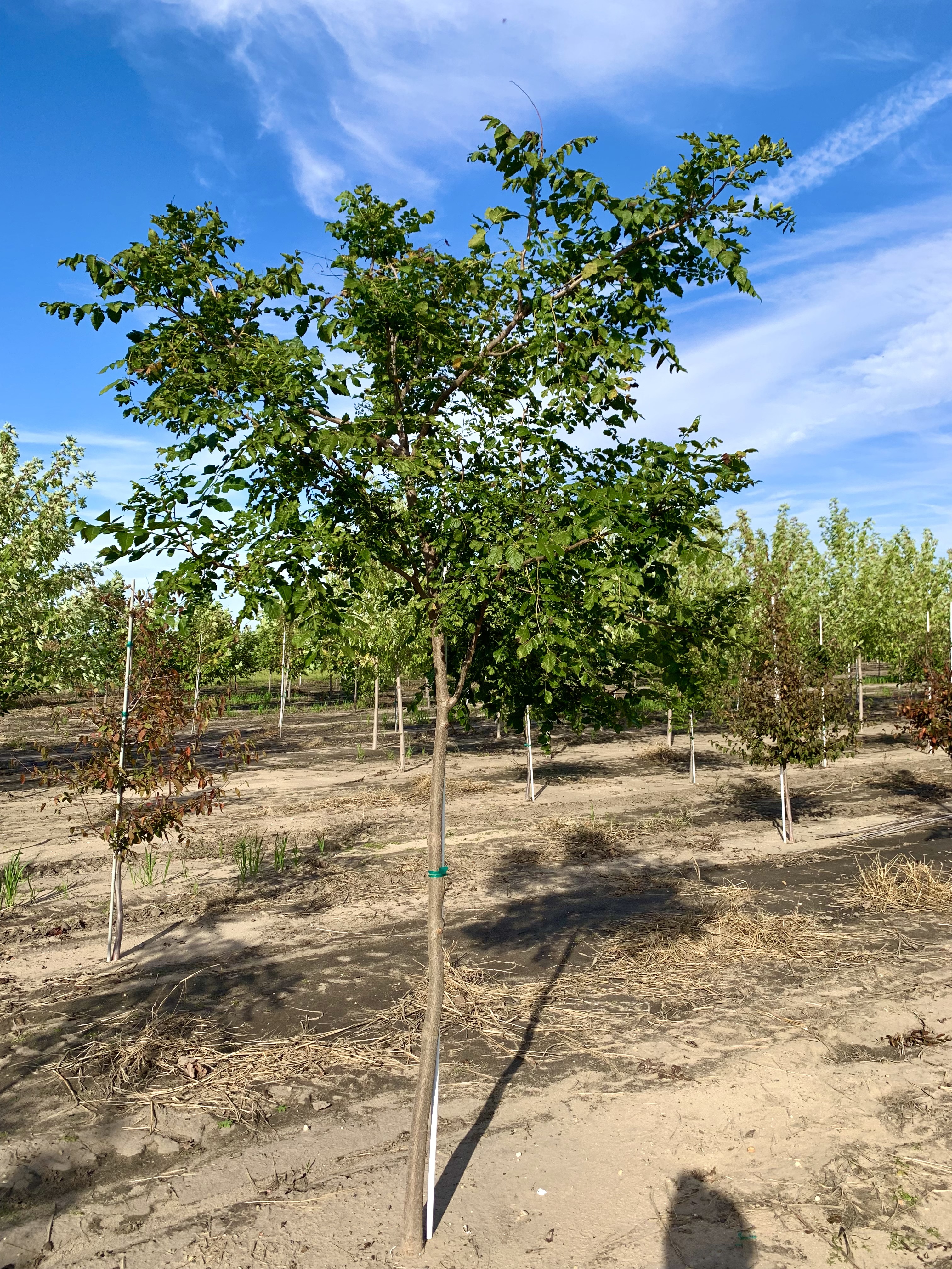 Koelreuteria paniculata 