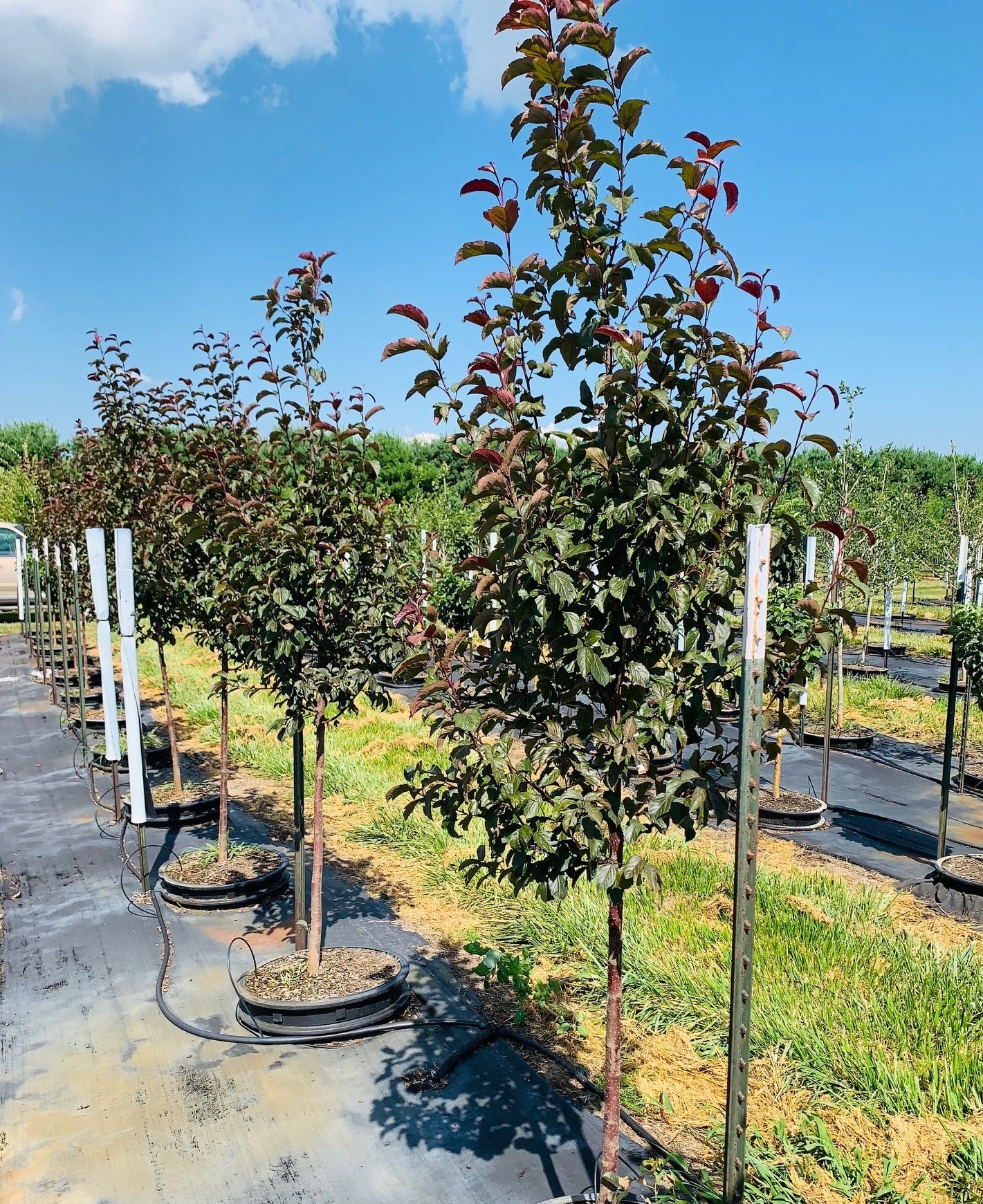 Malus 'JFS KW139MX' Ruby Dayze® Crabapple 