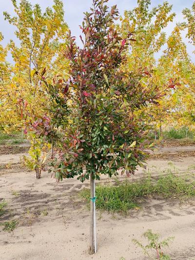 Nyssa sylvatica 'David Odom' Afterburner® 