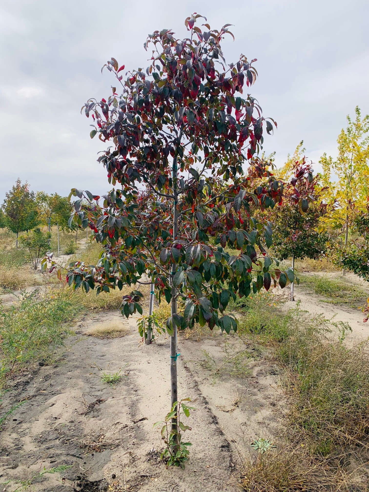 Nyssa sylvatica 'JFS-Red' Firestarter® 