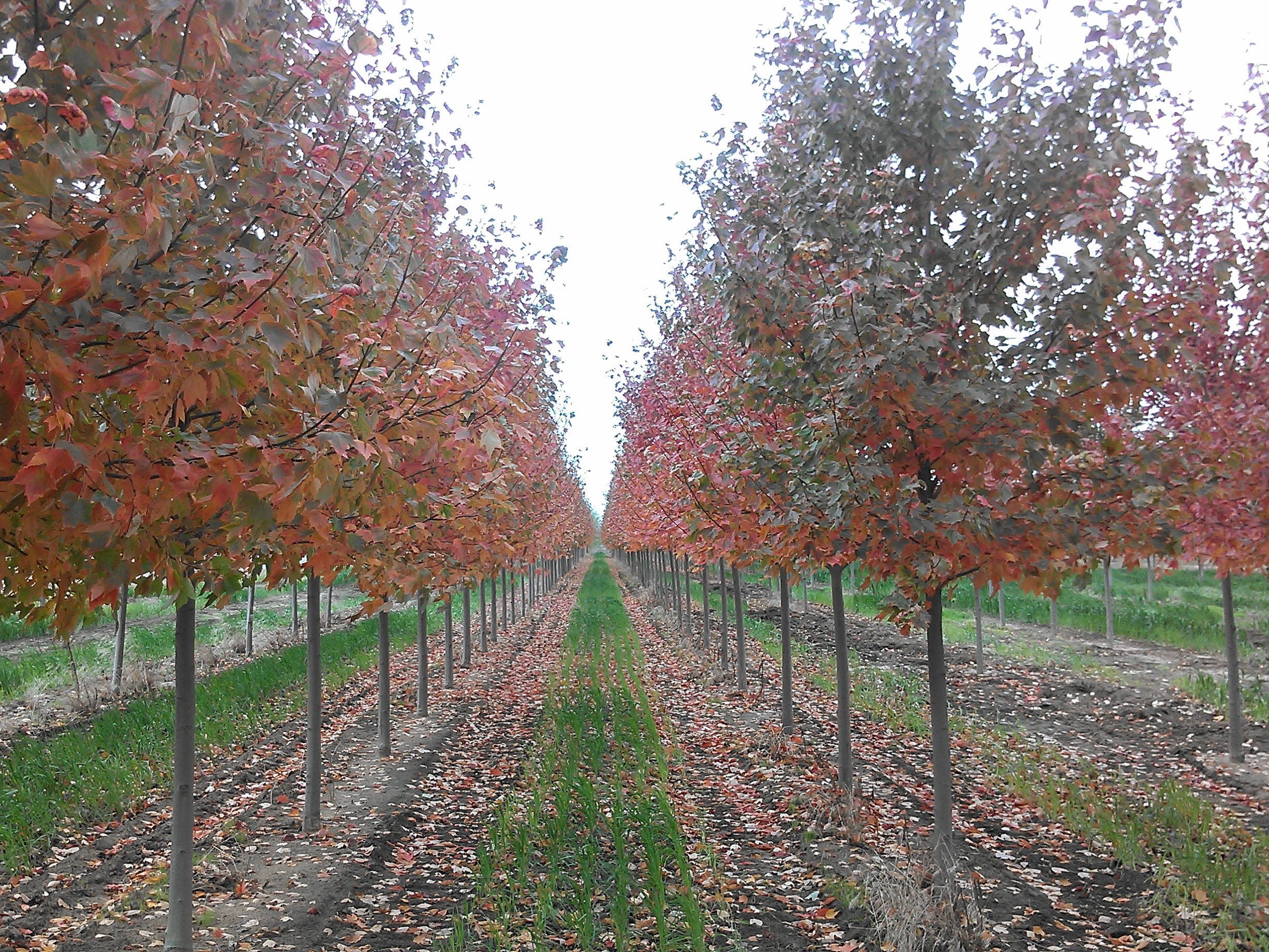 Acer rubrum 'Franksred' <br> Red Sunset® Red Maple JFS 