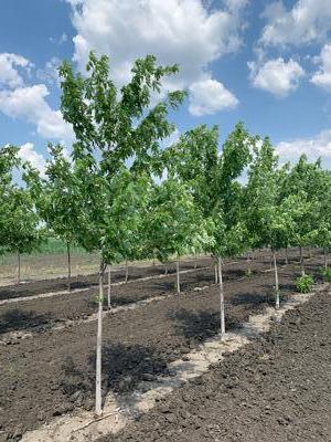 Acer saccharinum Silver Queen Silver Maple 