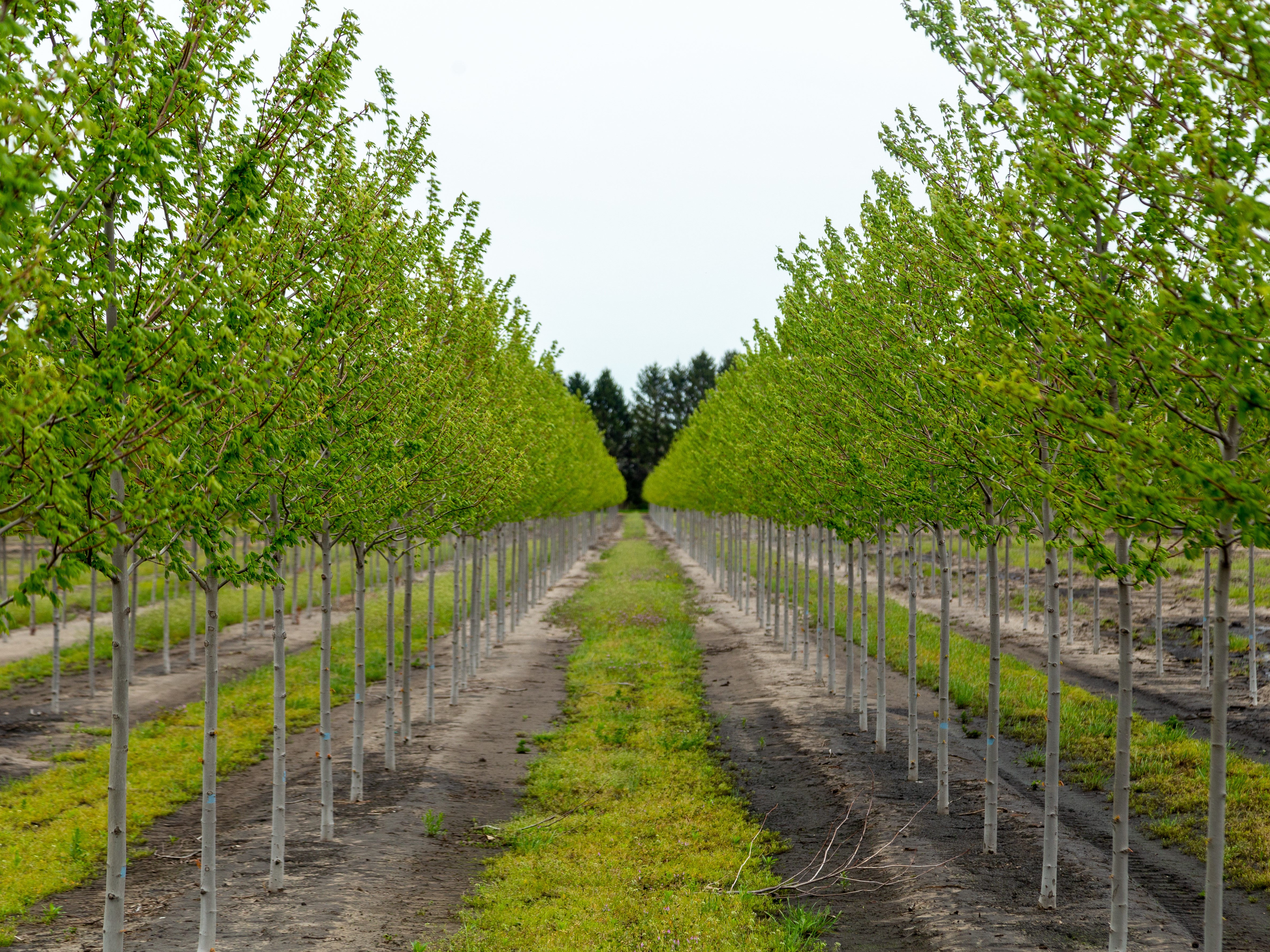 Acer freemanii 'Jeffersred' Autumn Blaze® Maple 