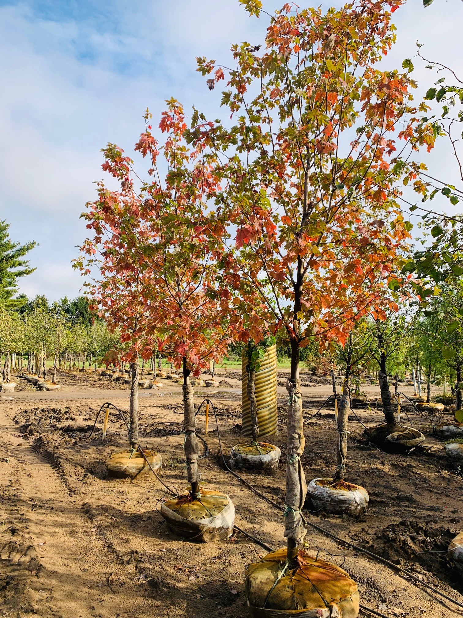 Acer freemanii Marmo Maple 