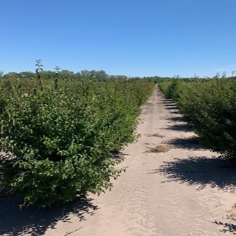 Viburnum prunifolium (Blackhaw Viburnum) 