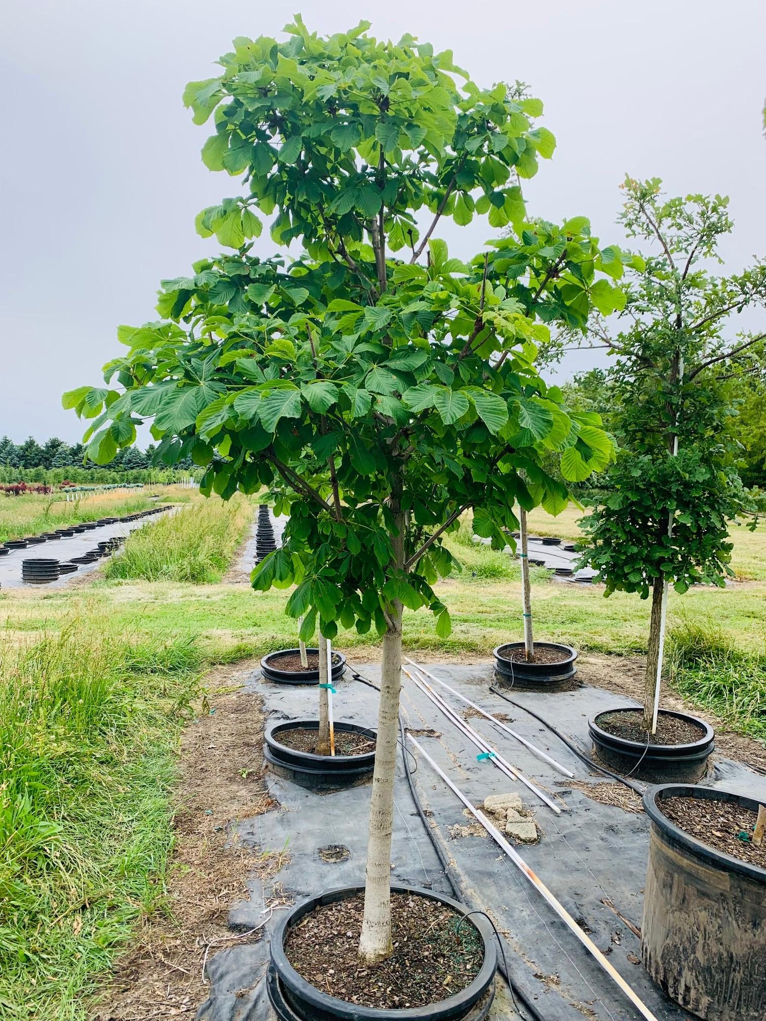 Aesculus hippocastanum Baumanii Horsechestnut 