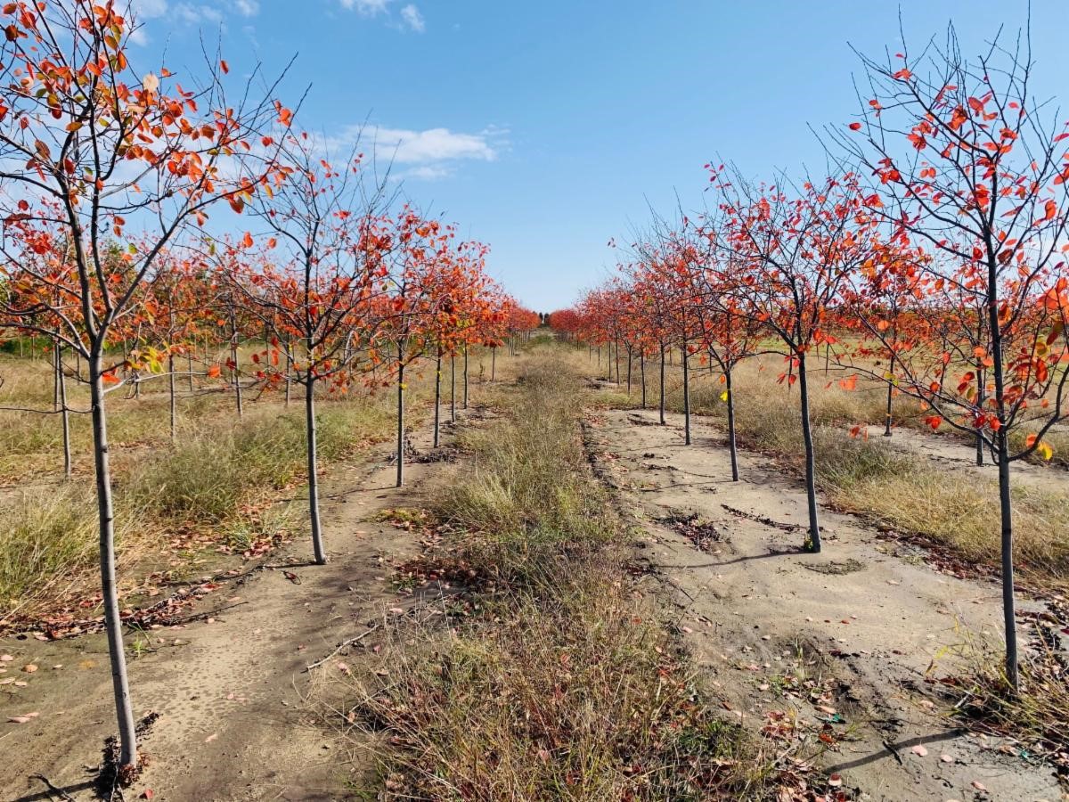 Amelanchier grandiflora Autumn Brilliance Serviceberry 